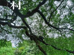 -小洲村