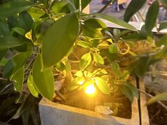 -木屋烧烤(白石洲店)