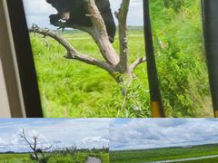 -黑瞎子岛探秘野熊园