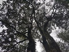 -炎陵县神农谷国家森林公园