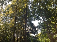 -徐家汇源景区-衡山公园