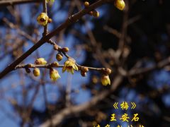 -国家植物园