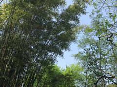 -峨眉山报国寺
