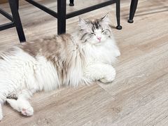 -柴迷FANS CLUB·柴犬狗咖·猫咖