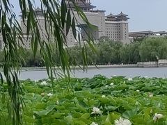 -莲花池公园