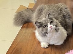 -爱诺耐芙动物医院(万博店)