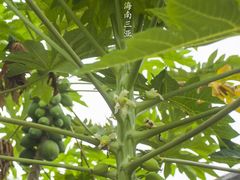 -三亚西岛海洋文化旅游区