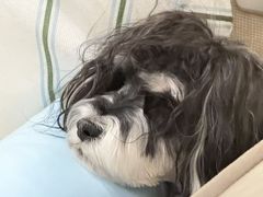 -百好乐宠物友好餐厅(朝外大街店)