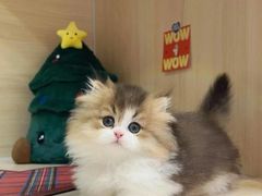 -猫十亿·布偶金渐层·曼基康矮脚猫舍(青年路店)