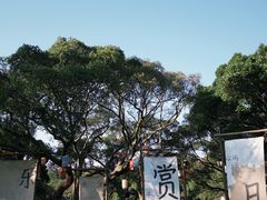 -江心屿景区