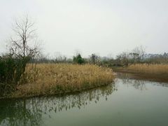 -会仙湿地
