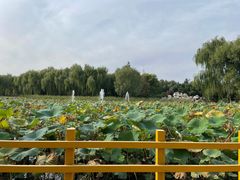 -东升八家郊野公园