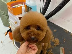 -狗不理喵子(百富路店)