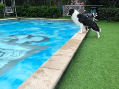-汪说喵讲宠物乐园宠物酒店(红星美凯龙店)