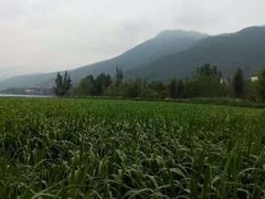 iphone_upload_pic-西昌邛海湿地