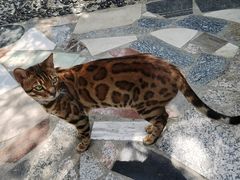 -喵屿·大理花园猫咖