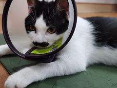 -瑞鹏宠物医院·骨科·猫科·内科(第一中心)