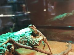 -帕帕拉兹宠物(亚洲旗舰店)