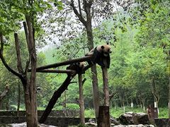 -都江堰中华大熊猫苑
