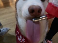 -Husky Go! 哈士奇体验馆·宠物咖啡厅狗咖