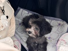 -翊宠yipet猫狗购宠庄园犬舍•猫舍