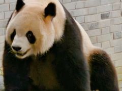 -都江堰中华大熊猫苑