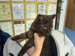 -博特宠物医院24h犬猫全科.骨科·异宠
