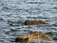 -青岛石老人海水浴场