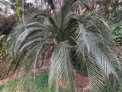 -黄埔荔枝公园