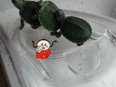 -大自然花鸟鱼虫市场