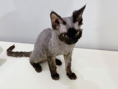 -喵的天空名猫咖啡馆·撸猫·猫舍·用品