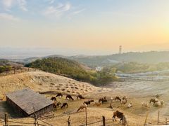 -大青山野生动物园