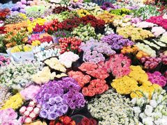 -双季花艺园艺市场(浦东店)
