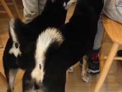 -柴の食堂·日式家庭料理·熊之肆(大学路店)