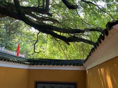 -普陀山慧济禅寺
