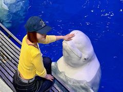 -秦皇岛乐岛海洋王国