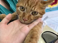 -天宠宠物医院24小时·急重症诊疗中心·全科·腔镜特色(和平分院)