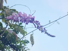 -嘉定紫藤园