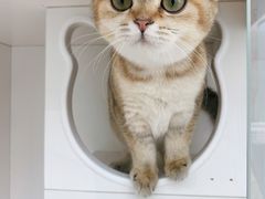 -萌兽医馆·眼科·异宠专科(三里屯店)