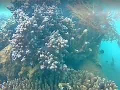 -东姑阿都拉曼海洋公园