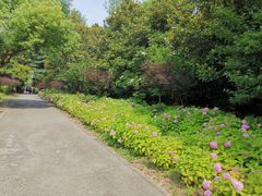 -上海滨江森林公园