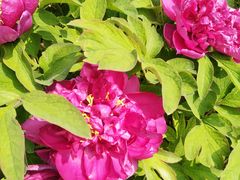 -洛阳郁金香牡丹园