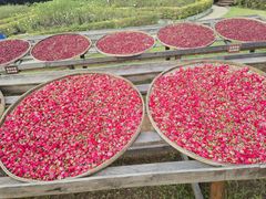 -亚龙湾国际玫瑰谷