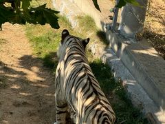 -西霞口神雕山野生动物世界