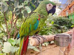 -南宫五洲植物乐园