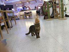 -喵园·猫主题咖啡厅·撸猫·猫咖(国贸店)
