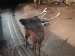 -清迈夜间动物园