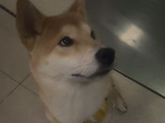 -瑞派福兴宠物医院犬猫全科·骨科·中西医结合(河东店)