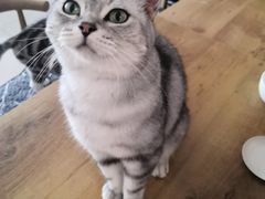 -平行世界·猫咖(首经贸店)