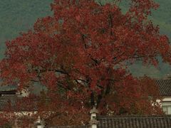-塔川景区